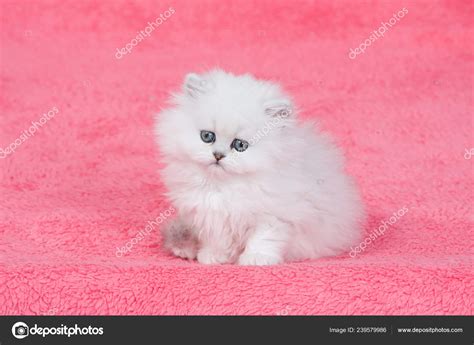 Silver Chinchilla Persian Kittens