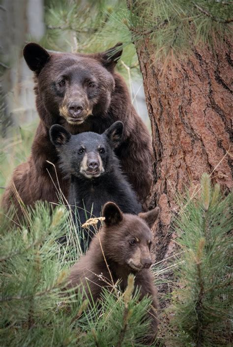 Audubon Photo Contest Winners Named News Sports Jobs Observer Today