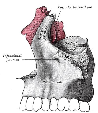 Infraorbital foramen - wikidoc