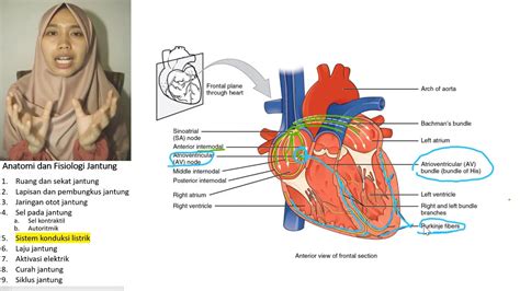 Anatomi Fisiologi Jantung Sistem Konduksi Listrik Youtube