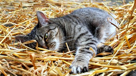 Comment Faire Une Cabane Pour Les Chats Errants Lhiver Moins De