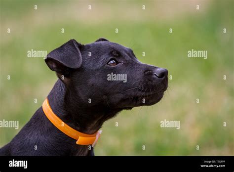 Black Patterdale Terrier Hi Res Stock Photography And Images Alamy