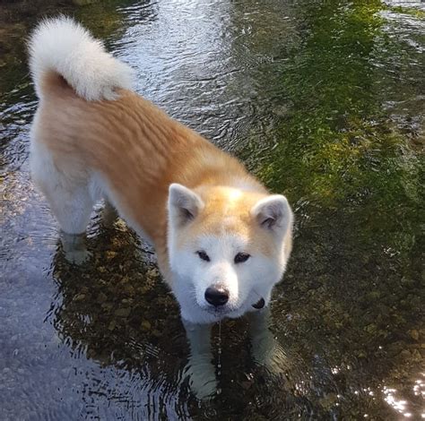 Akita Welpen Akita Inu Welpen Zucht Chikyu Kara No Risu