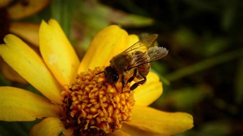 Bee And Yellow Petaled Flower Flowers Insect Bees Hd Wallpaper