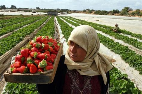 Sustainable Agriculture: Perspectives for Jordan Valley | EcoMENA