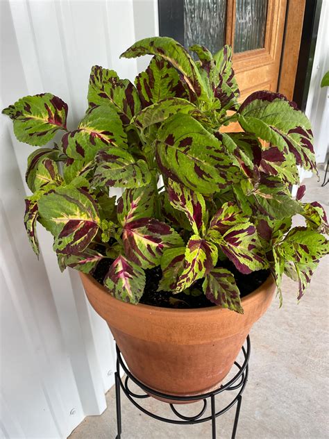 Coleus Folia Mosaic