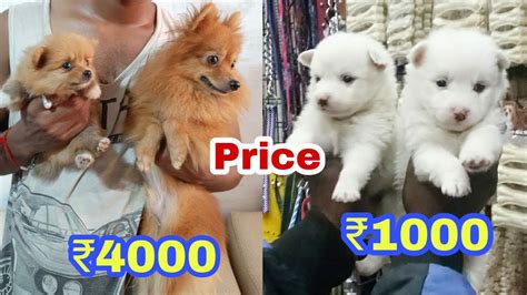 What Is The Price Of Pomeranian Puppy In India