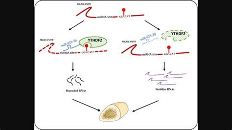 Mir P Inhibited Fbln And Osteogenic Differentiation Of Umbilical