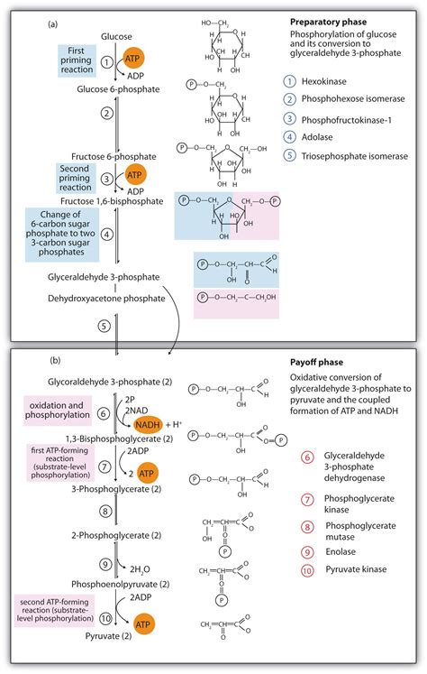 Stages Of Metabolism