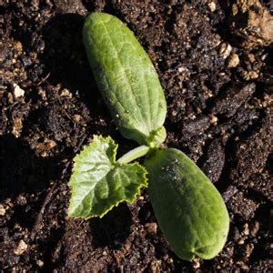 Réussir ses semis les courges et les courgettes Semailles