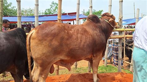 ২০২৪ কোরবানি উপযোগী মাঝারি সাইজের ষাঁড় গরুর দাম জানুন মিরশান্নী