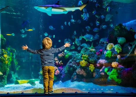 Helsinki Biglietti D Ingresso Per Il Sea Life GetYourGuide