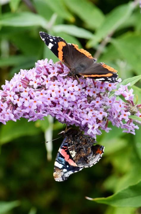 Mariposa Almirante En El Monte Buddleia Imagen De Archivo Imagen De