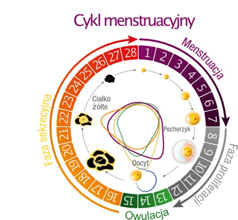 Ch Posiadania Dzieci I Terapia Hormonalna Profertil Female