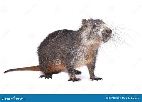 Cuban Hutia Sitting In A Mangrove Trees Royalty-Free Stock Image ...