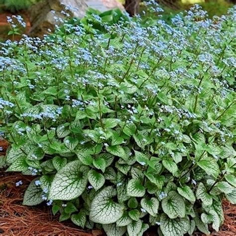 Siberian Bugloss Brunnera Macrophylla Level Up Garden