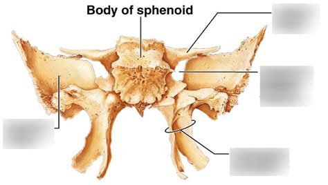 Posterior View Of Sphenoid Bone Diagram Quizlet