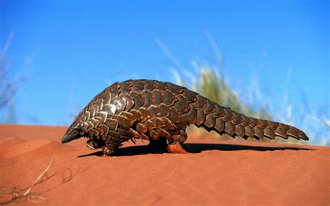 Stunning Hd Wallpaper Of A Pangolin Natures Unique Mammal