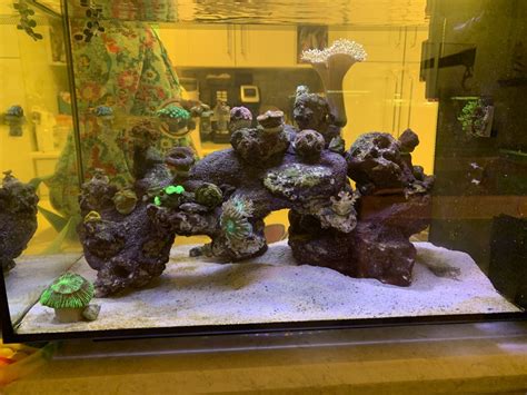 Build Thread Fluval Reef Reef