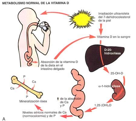 La vitamina D energiza a las células Blog de farmacia