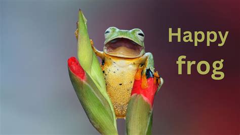 Can Frogs Feel Happy Unveiling The Signs Of A Happy And Sad Frog