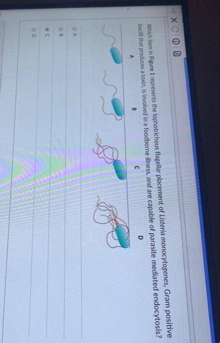 Solved Which item in Figure 1 represents the lophotrichous | Chegg.com