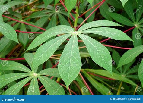 Cassava Plant Leaves