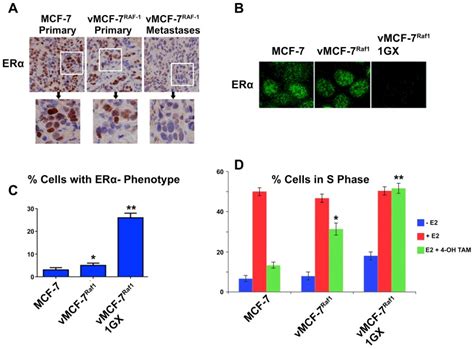 Human Breast Cancer Cell Mcf 7 Htb 22 Atcc Bioz