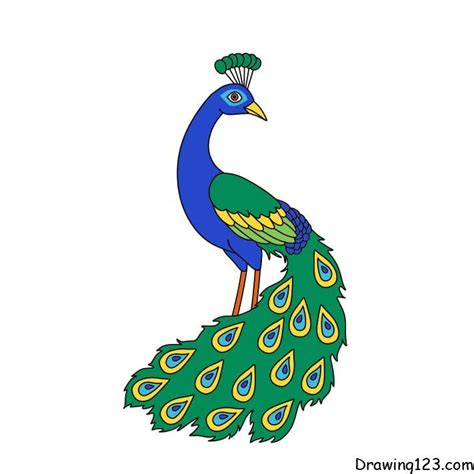 Update 190+ peacock colour drawing super hot - nanoginkgobiloba.vn