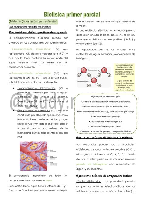 Biof Sica Resumen Primer Parcial Unidad Sistemas Compartim Ntales