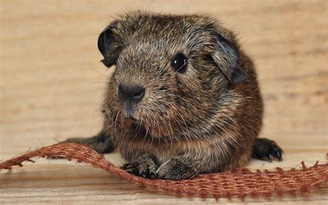 50 Fun Facts About Guinea Pigs From Squeaks And Nibbles