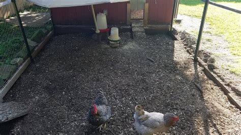 Help Needed Chicken Run Issues BackYard Chickens Learn How To