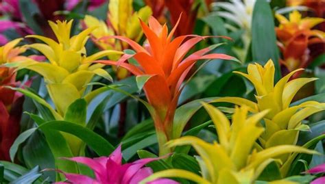 How To Grow And Care For Bromeliad New York Garden