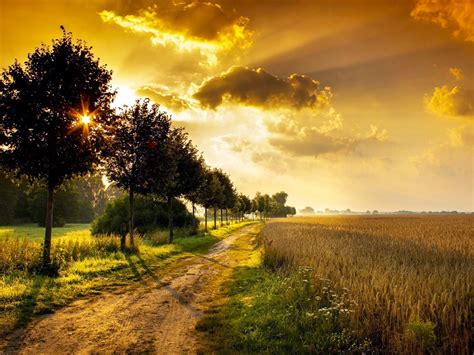 Wallpaper Trees Fields Path Grass Sunrise 2560x1600 Hd Picture Image