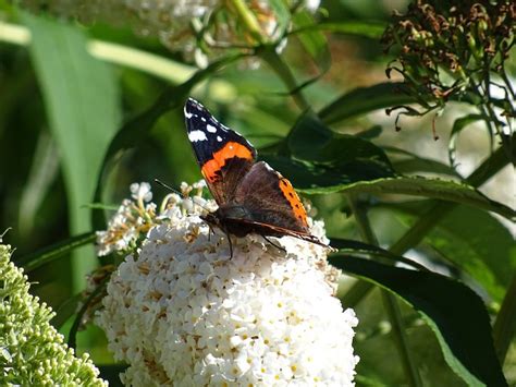 Flowers Butterfly Pollination Free Photo On Pixabay Pixabay