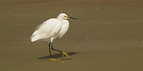 White Seabird Walking Photograph By Barbara Middleton