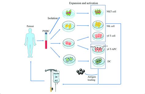 Basic Procedure Of Adoptive Transfer Of Innate Immune Cells Nkt