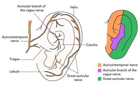 Sound Therapy The Vagus Nerve And Relaxation