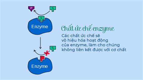 Ch T Ho T Ho Enzyme L G Kh M Ph Vai Tr V Ng D Ng Y H A H N