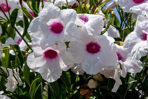 Bower Vine Blooms Free Stock Photo Public Domain Pictures