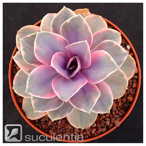 Echeveria Perle Von Nürnberg variegated Plantas suculentas