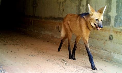 Monitoramento Flagra Passagens De Animais Silvestres Em Pontos De