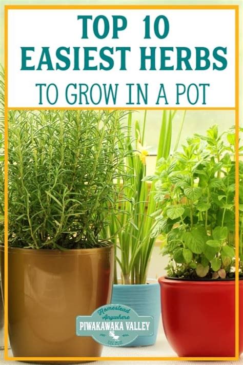 If You Are Wanting Fresh Herbs For Cooking Or Herbal Medicine Growing