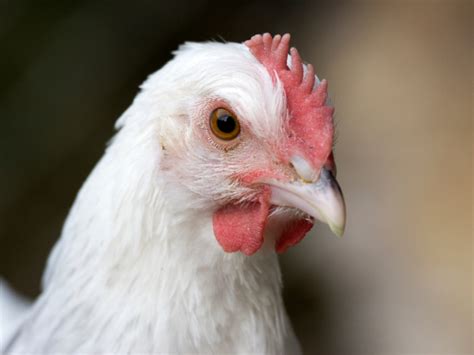 Broiler Chicken Breeds: 17 of the Best Meat Chickens - Mother Farmland