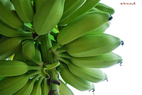 CARA BUDIDAYA PISANG KEPOK | Tips Petani