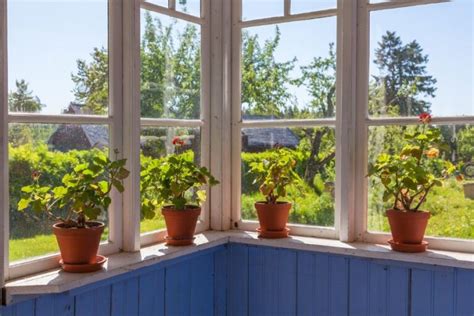 Do Geraniums Need Full Sun? (And What About Indoors?) - The Practical ...