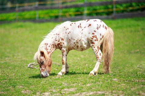 "Mini Pony" Images – Browse 78 Stock Photos, Vectors, and Video | Adobe Stock