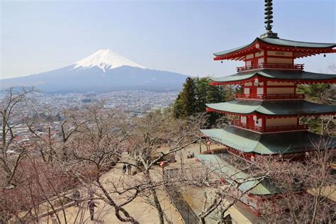 新倉山浅間公園桜の開花状況：2022年3月25日現在