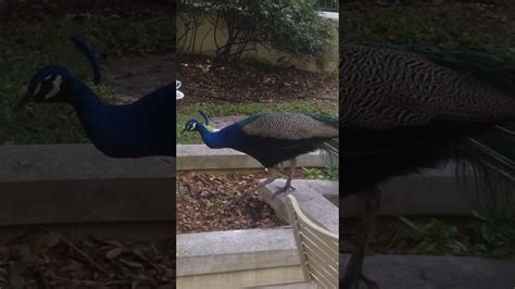 Florida Peacocks March 2017 Youtube