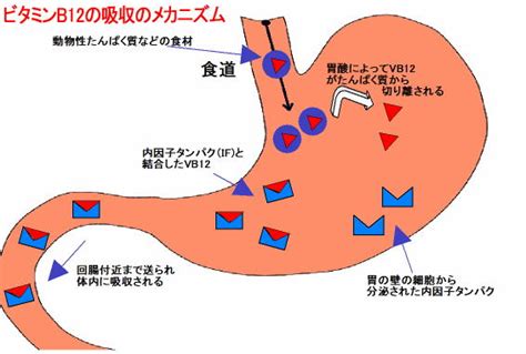 ビタミンb6 B12 高橋医院